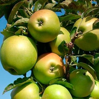 Яблоня домашняя Янтарное Ожерелье колоновидная